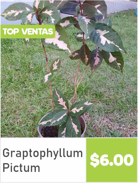 Graptophyllum